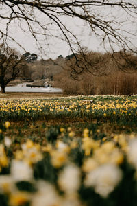 Scenic view of grassy field by trees