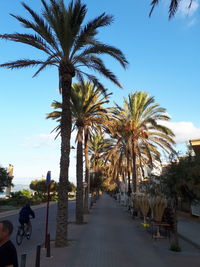 Palm trees on sidewalk in city against sky