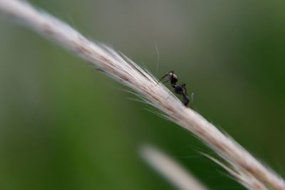 Close-up of insect on plant