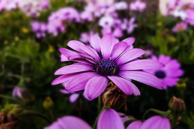 Close-up of purple flower