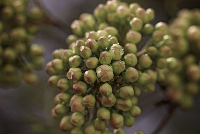 Close-up of buds growing on plant