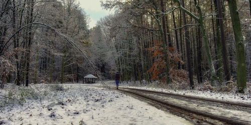 Railroad tracks amidst bare trees in forest during winter