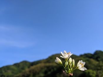 Close-up of flowering plant against blue sky