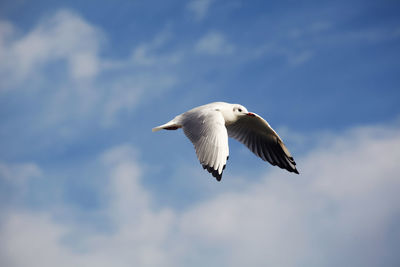 Low angle view of seagull flying