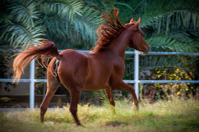 Horse in a farm