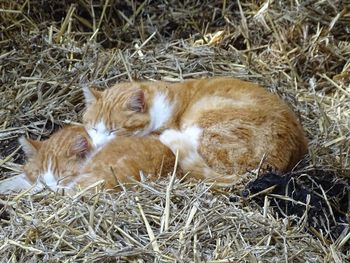 High angle view of cat sleeping on hay