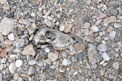 High angle view of lizard on rock