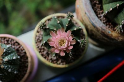 Close-up of pink potted plant