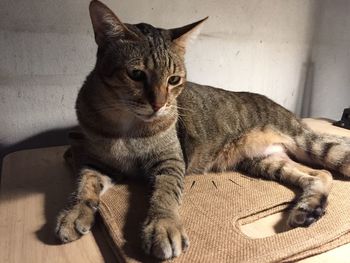 Close-up portrait of a cat resting