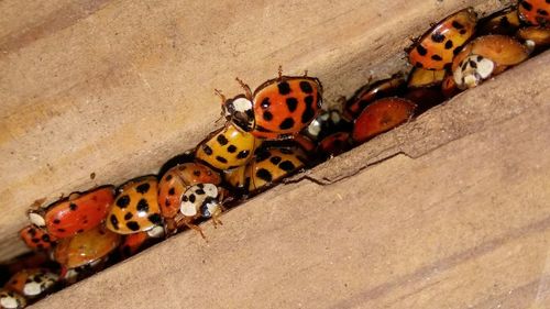 Close-up of ladybug on leaf