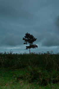 Trees on field against sky