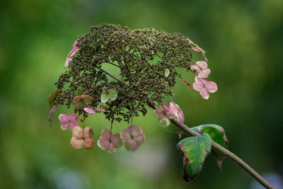 Close-up of pink flowering plant