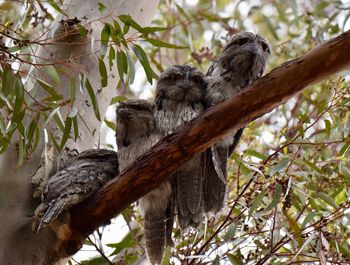  owls on tree. 