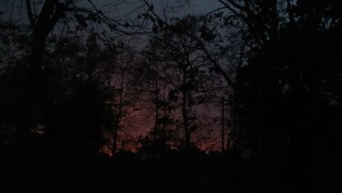 Low angle view of silhouette trees against sky at night