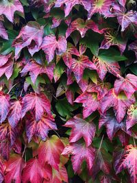 Full frame shot of autumnal leaves