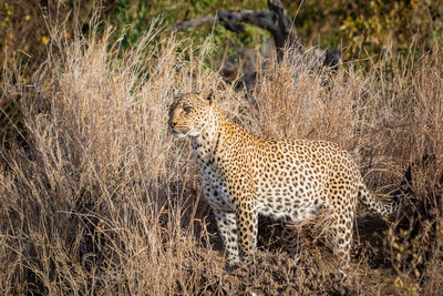 Leopard standing on land