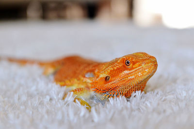 Close-up of a lizard