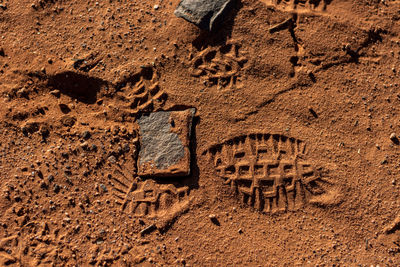 High angle view of animal on sand