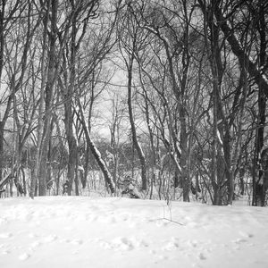 Bare trees on snow covered landscape