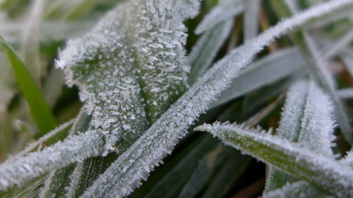 Close-up of frost on snow covered leaf