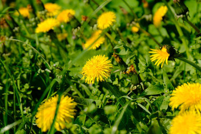 Close-up of yellow flowering plants on field