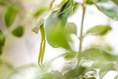 Close-up of praying mantis on plant