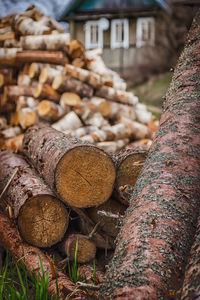 Close-up of log