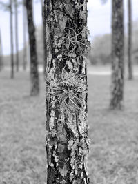 Close-up of tree trunk on wooden post