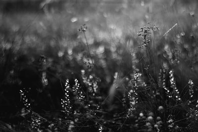 Close-up of plants by water