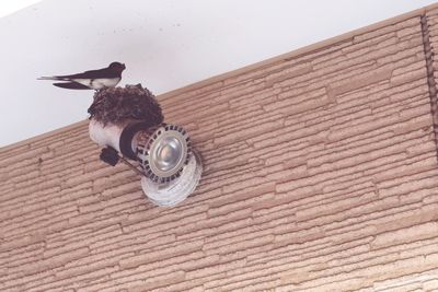 Low angle view of a bird on wall