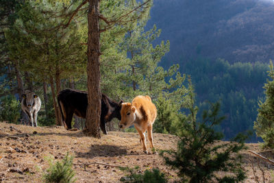 Skinny calf surviving through last winter days high in the mountains.