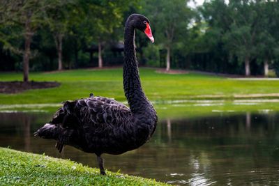 Swan on a lake