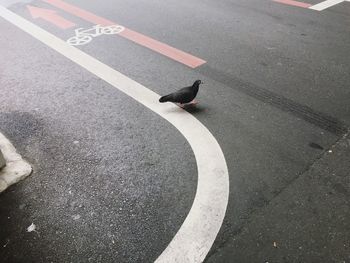 High angle view of bird on road