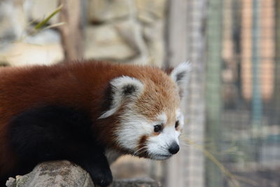 Close-up of red panda