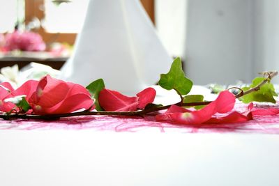 Close-up of red flowers