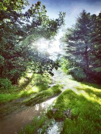 Stream in forest