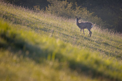 Deer in a field