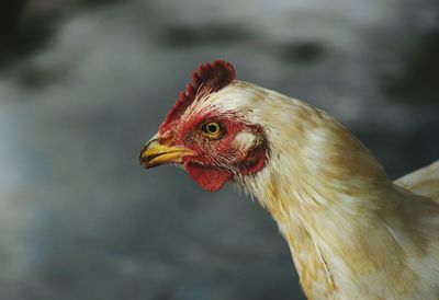 Close-up of rooster