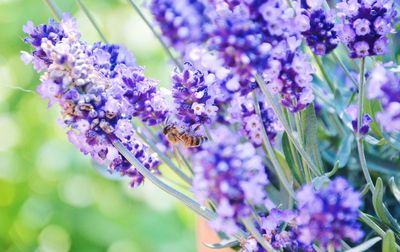 Close-up of insect on purple flowering plant, spring