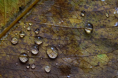 Close-up of wet leaves on plant
