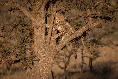 Young cheetah on tree trunk