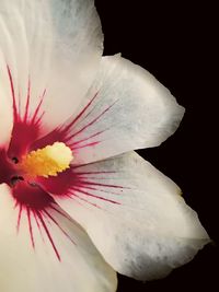 Close-up of hibiscus over black background