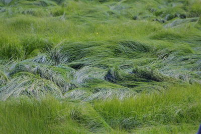 Scenic view of grassy field