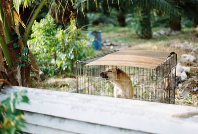 Dog in cage