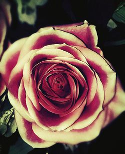 Close-up of rose blooming outdoors