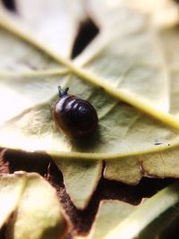 Extreme close up of insect on plant