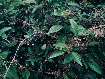 Close-up of leaves