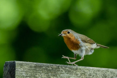 Close-up of bird perching on wooden post