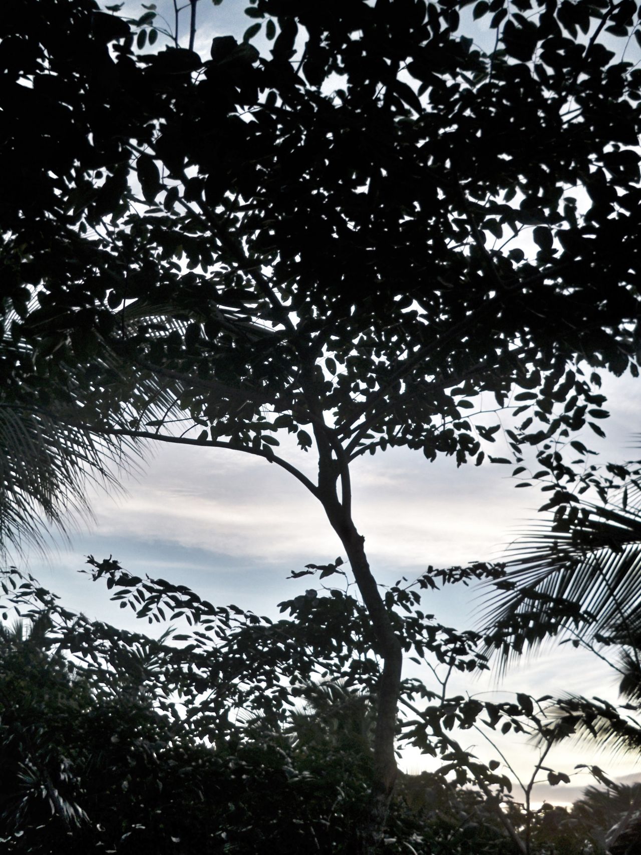 Tree and Sky