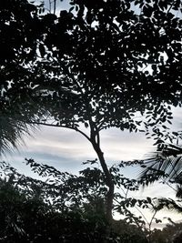 Trees against sky